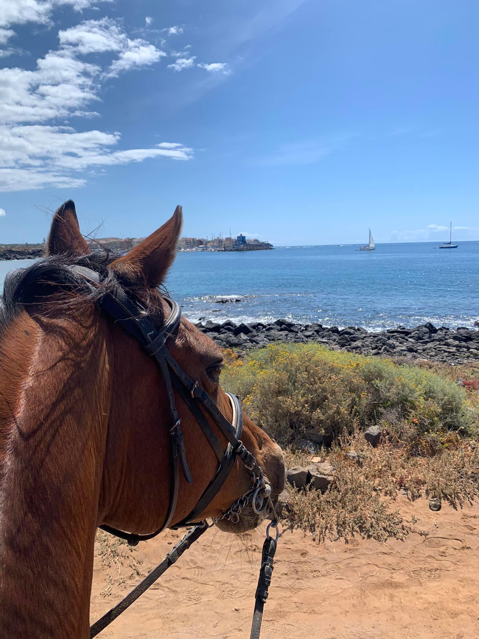 🌟 Apartment for Rent in South Tenerife – Playa Paraiso, Costa Adeje 🌟