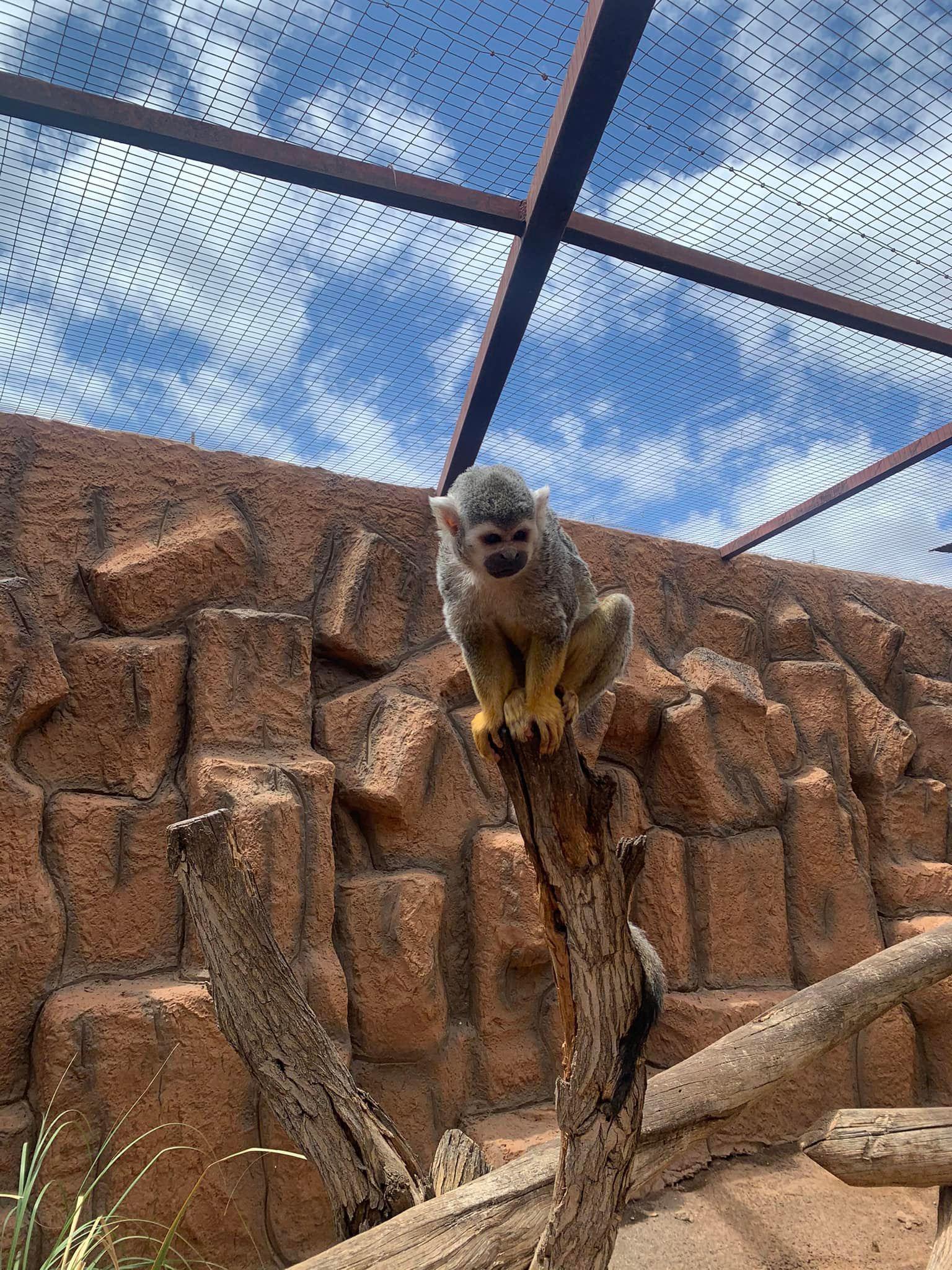 🌟 Apartment for Rent in South Tenerife – Playa Paraiso, Costa Adeje 🌟