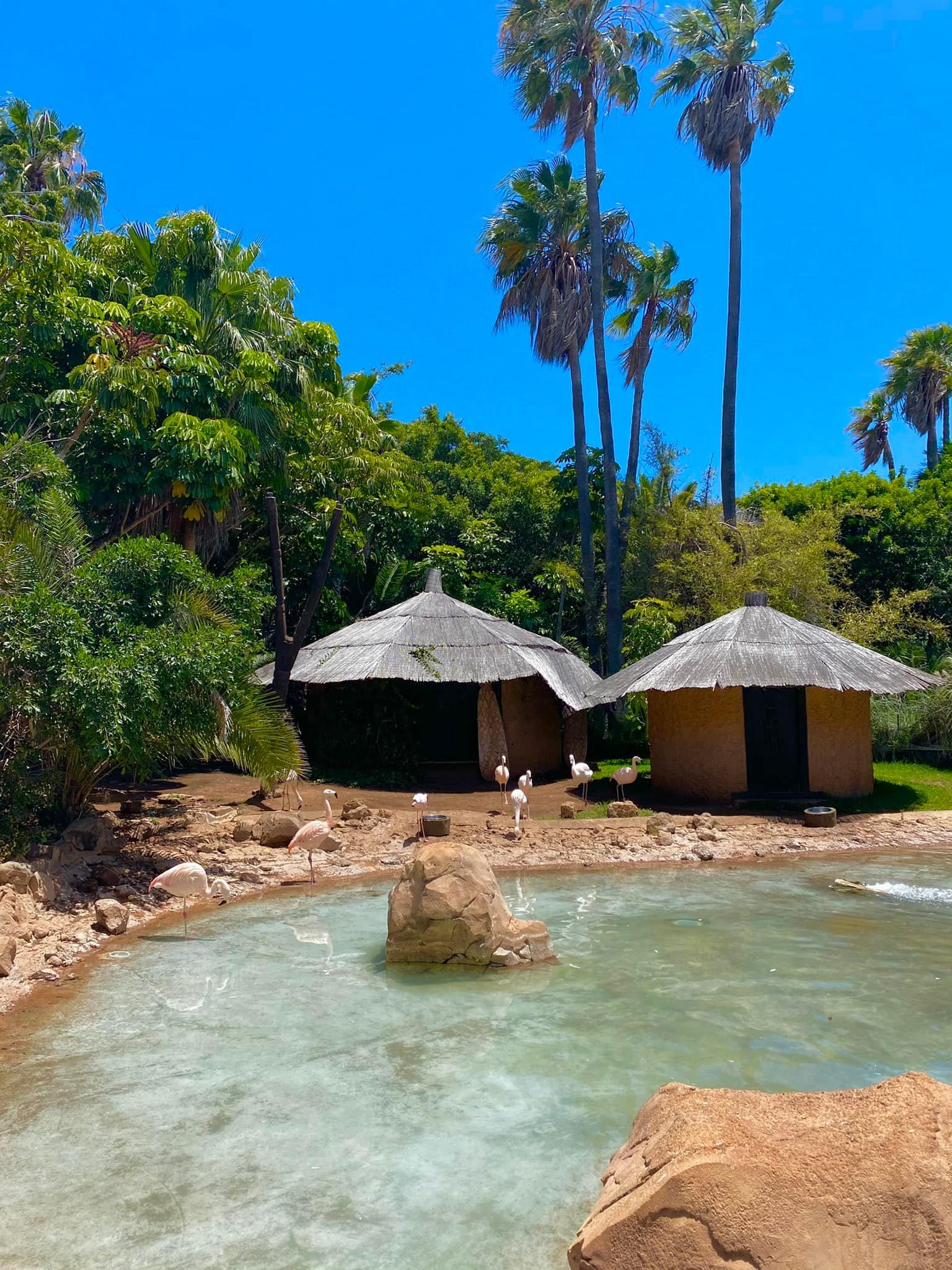 🌟 Apartment for Rent in South Tenerife – Playa Paraiso, Costa Adeje 🌟