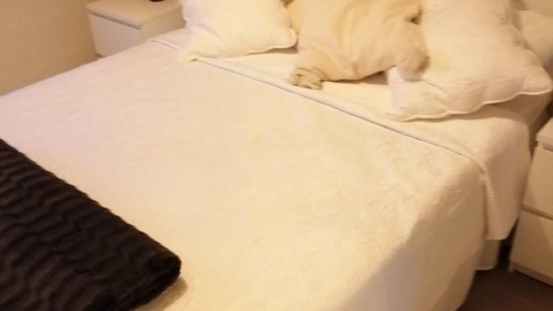 SHORT SEASON apartment for rent in Los Cristianos. PRICE ON REQUEST